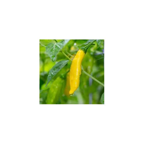 Aji Lemon Drop Pepper Seeds for Planting [neera-v5-9f4914e6d9fb7d810554]