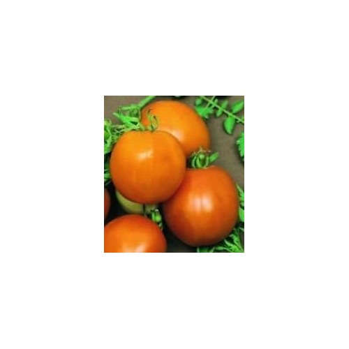 Orange Tomato Seeds for Planting [neera-v5-9f4ed96e8002feaf2ce1]