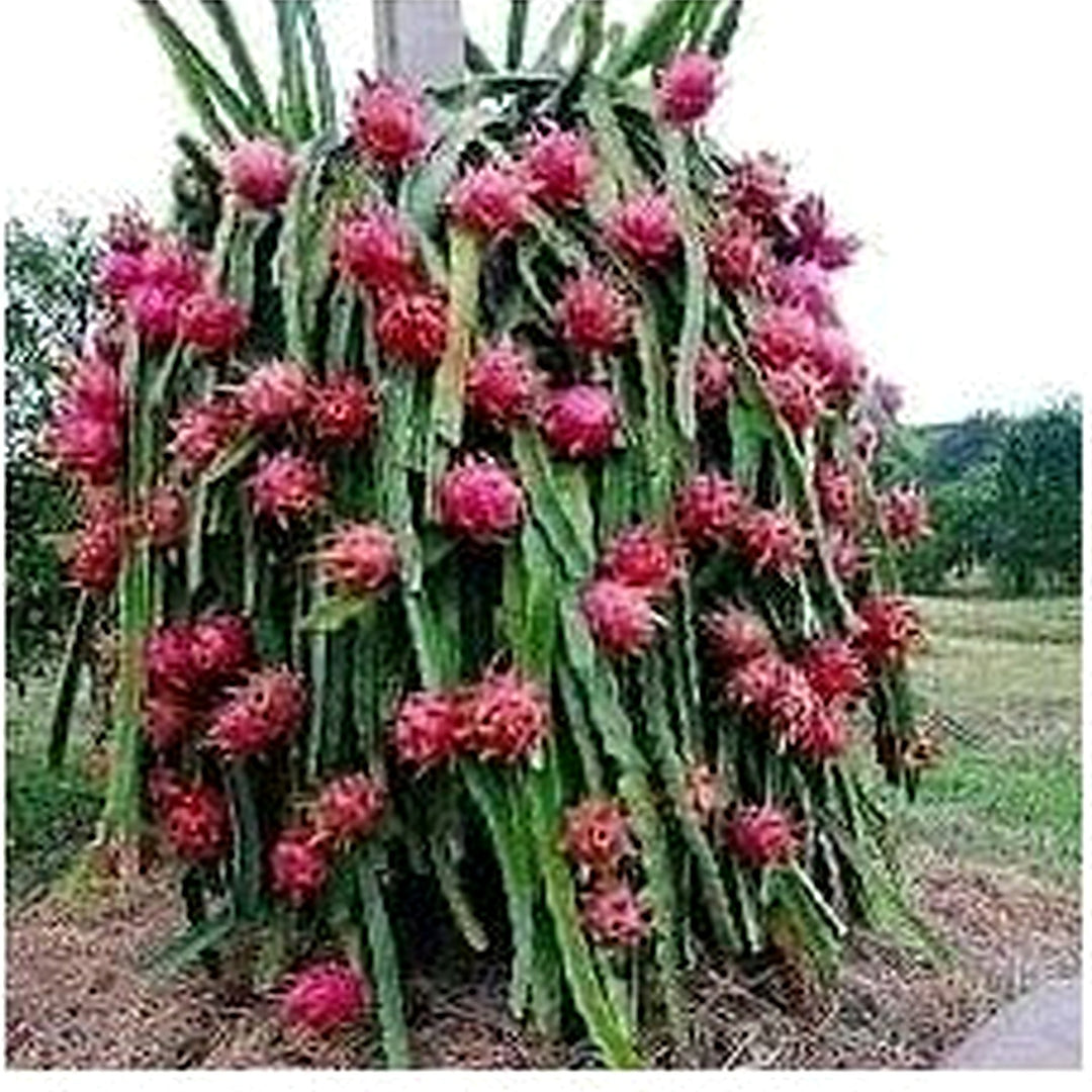 Muscadine Grape Fruit Seeds [neera-v5-9f6a6a1ed868a6590a7c]