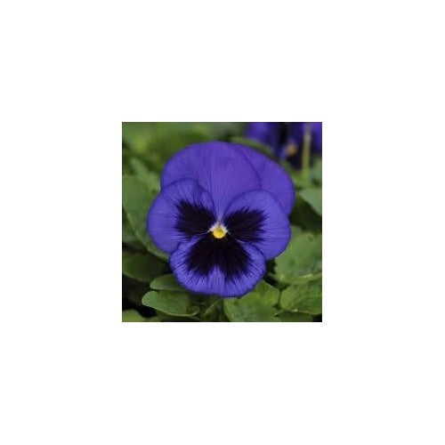 Pansy Flower Seeds Heirloom Non GMO Planting [neera-v5-9f6b92af4a25cf132275]