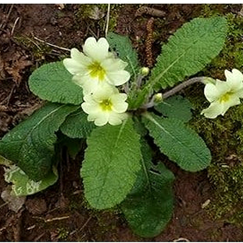 Light Green Primrose Flower Seeds [neera-v5-9f7b627a5c767cb7ddd2]