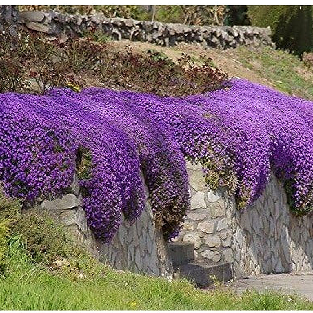 Purple Rock Cress Aubrieta Deltoidea Cascade Flower For Planting Ground Cover Variety For Edges [neera-v5-9f7e8489976909a7e8d6]