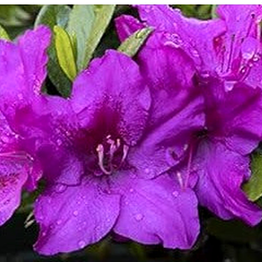 Organic Heirloom Violet Azalea Flower Seeds for Planting [neera-v5-9f8761b531f20d4c114e]