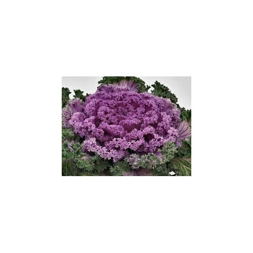 Pink Nagoya Kale Seeds for Planting [neera-v5-9f8c8cff97483b2d516a]