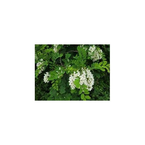 Robinia Flower Seeds for Planting [neera-v5-9f95fb81f4e1aaf40876]
