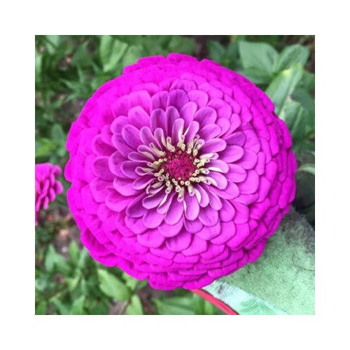 Purple Purple Prince Zinnia Planting Giant Flowers Heirloom Non Gmo Easy To Grow Annual Blooms [neera-v5-9f98763bffb509d33a26]
