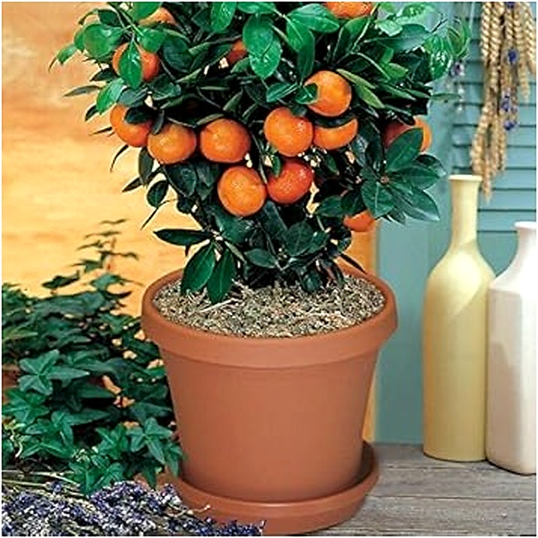 Bonsai Orange Tree Seeds for Planting [neera-v5-9f98fd98f495bca55763]