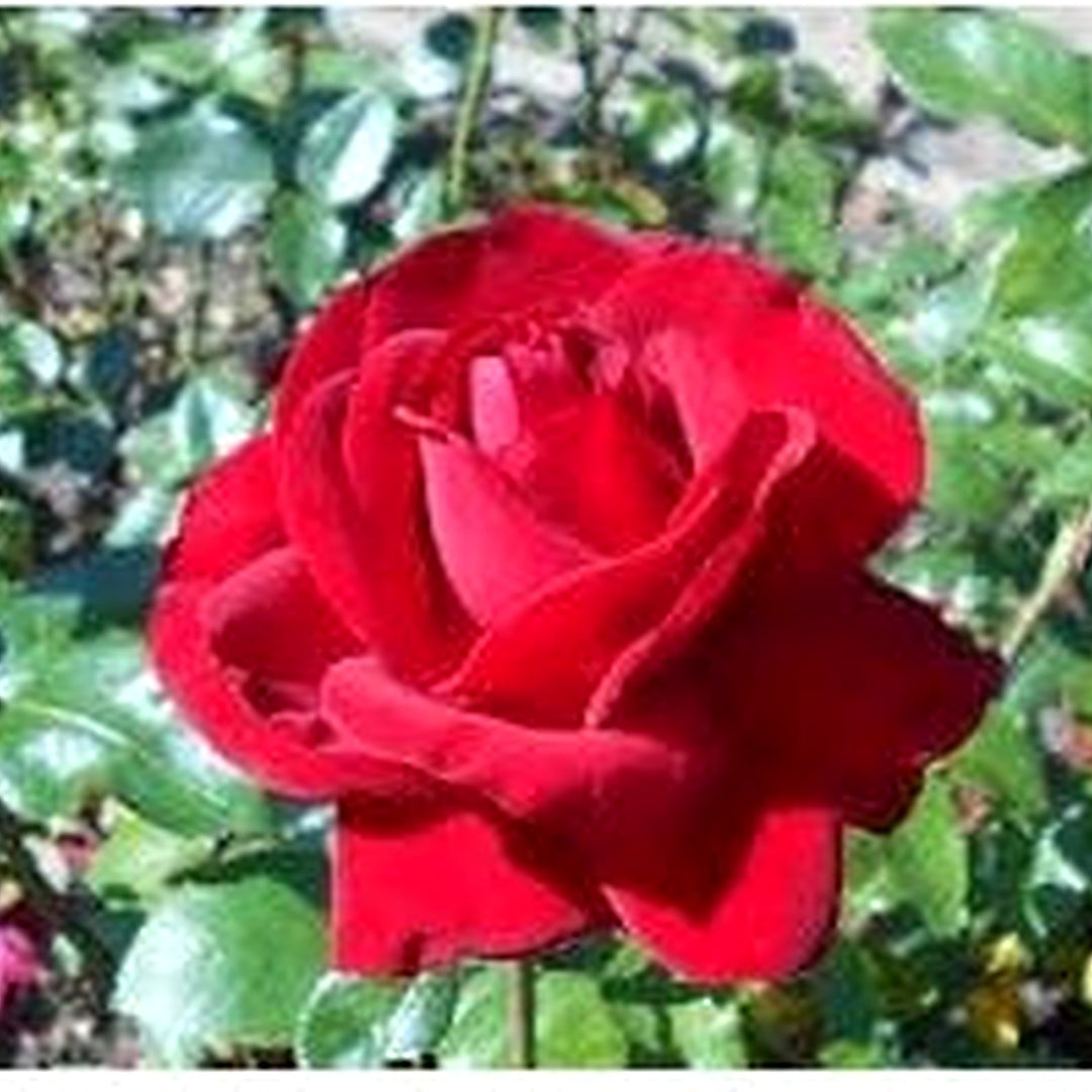 Canine Rose Flower Seeds for Planting [neera-v5-9fa7097400cdd8b23f0b]