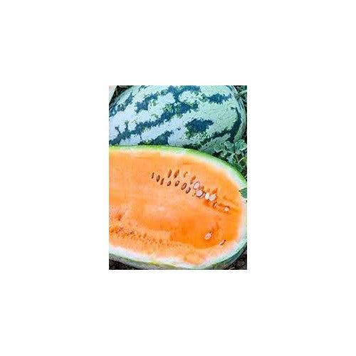 Orangeglo Watermelon Fruit Seeds for Planting [neera-v5-9fa831b69193301545d0]