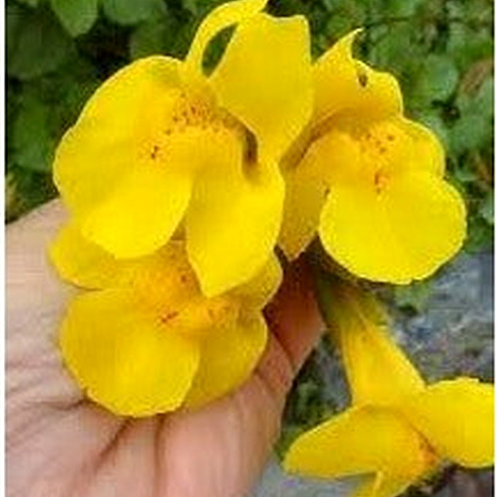 Heirloom Mimulus Guttatus Flower Seeds [neera-v5-9fb559b616b8c719c5a1]