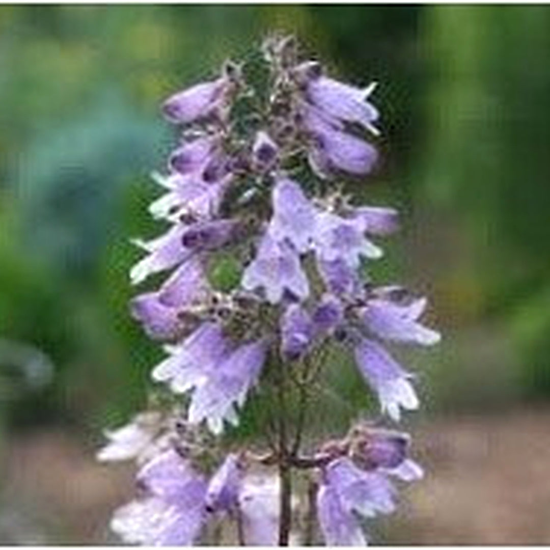 Heirloom Non Gmo Beardtongue Flower For Garden Planting Rare Perennial Blooms Flower Seeds for Home [neera-v5-9fc4e45470e0c126f1b6]
