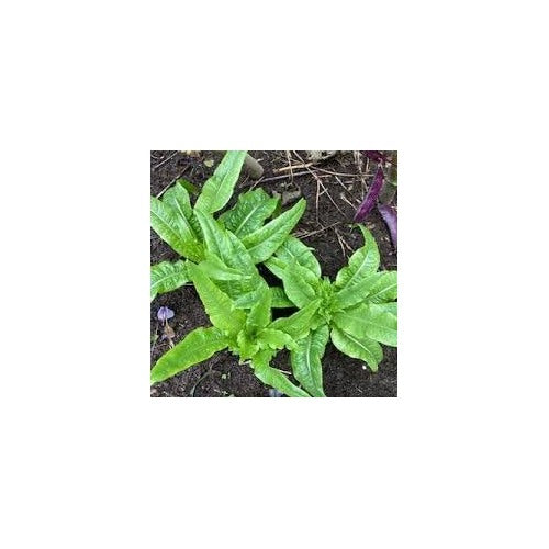 Asparagus Lettuce Celtuce Seeds for Planting [neera-v5-9fc731039c32a2370c23]