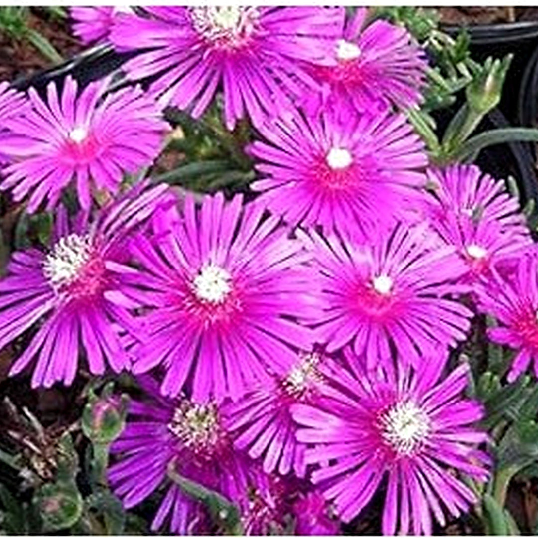 Pink Delosperma Flower Seeds for Planting [neera-v5-9fcee40df6d99e715ba6]