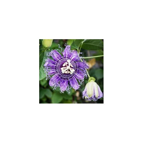 Organic Heirloom Non-GMO Purple Passiflora Flower Seeds for Planting [neera-v5-9fdc0f03dfbd1782afaa]