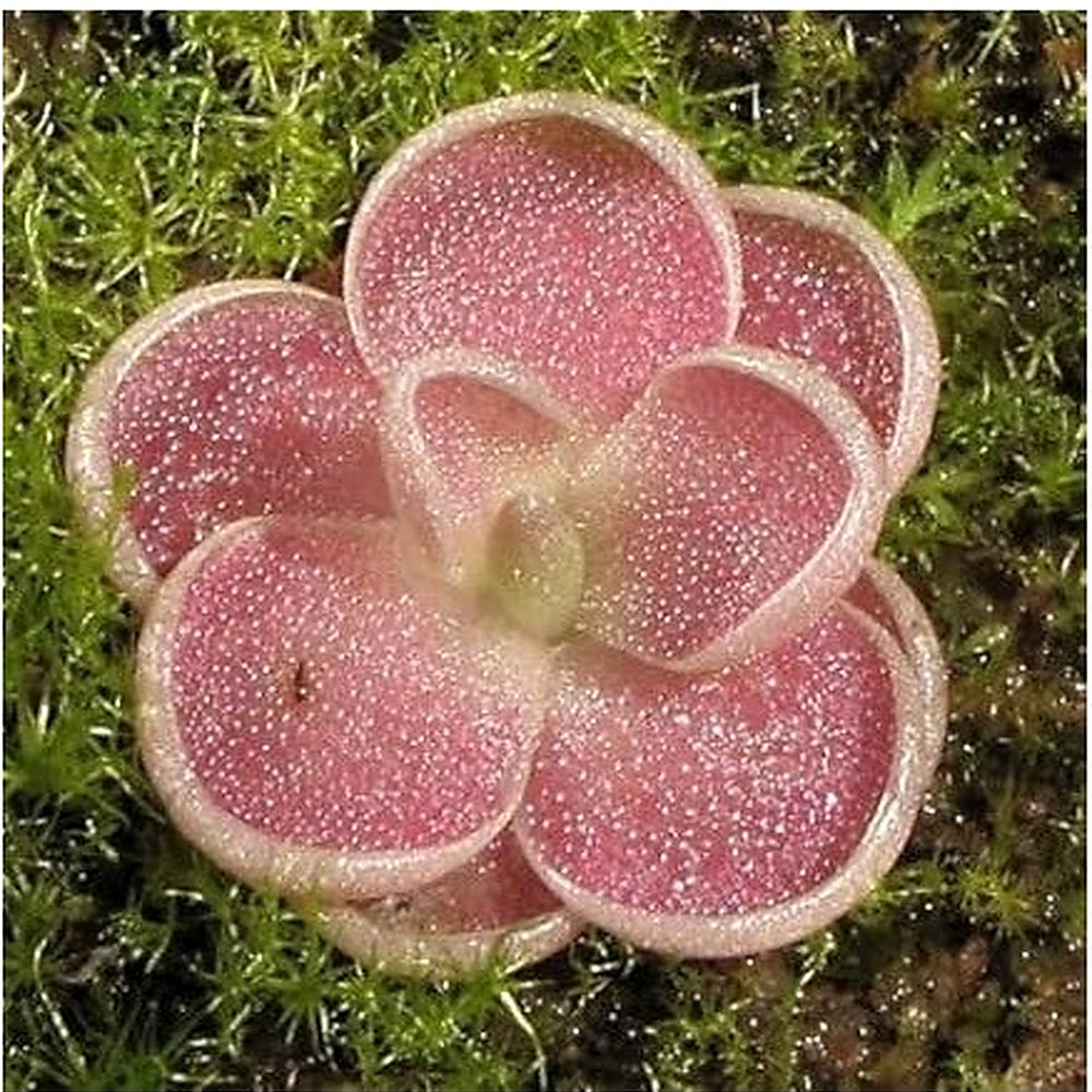 Butterwort Plant Seeds for Planting [neera-v5-9fed79e8b73853703d99]