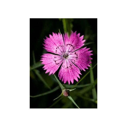 Purple Organic Heirloom Non Gmo Dianthus For Planting Fragrant Garden Blooms Flower Seeds for Home [neera-v5-9feea6d24a656fac2354]
