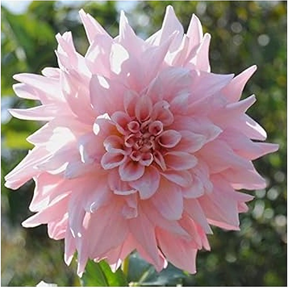 Light Pink Dahlia Flower Seeds for Planting [neera-v5-a000f0a06944ae0df96c]