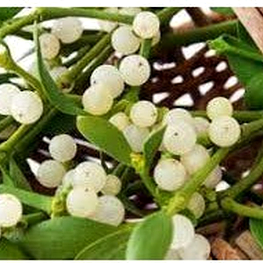 Oak Mistletoe Fruit Seeds for Planting [neera-v5-a0014c16388b4b13e942]