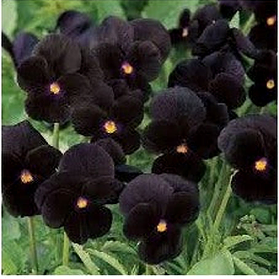 Black Azalea Flower Seeds for Planting [neera-v5-a001cdf83d61a409b063]