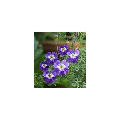 Blue Hanging Nasturtium Flower Seeds for Planting [neera-v5-a002df9a1e1283341feb]