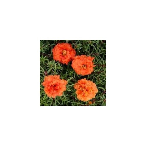 Portulaca Moss Flower Seeds for Planting [neera-v5-a012fb299fd10604a682]