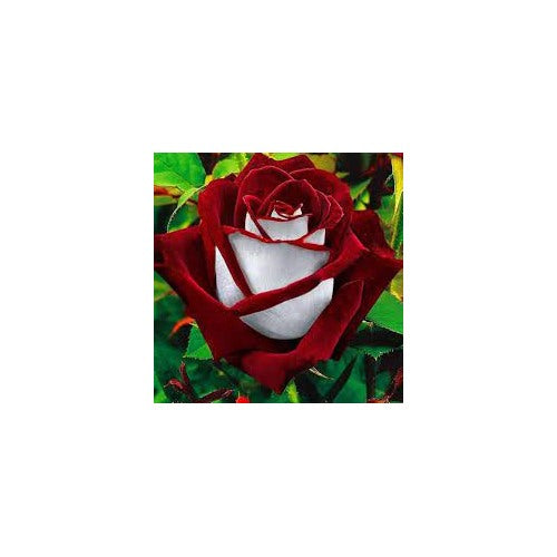 Rare Deep Red and White Osiria Ruby Rose Flower Seeds Non-GMO Heirloom Garden Seeds for Planting [neera-v5-a01661d61662c85f280d]