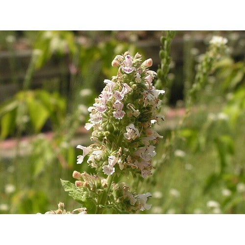 Green Cat Mint Plant Seeds [neera-v5-a035316b73378b3dcd59]