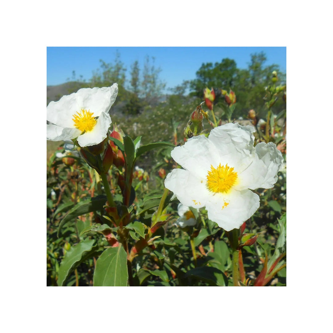 Heirloom Creticus Flower Non Gmo Hardy Mediterranean Blooms Drought Tolerant Garden Planting [neera-v5-a035e6876e7028bcbd5a]