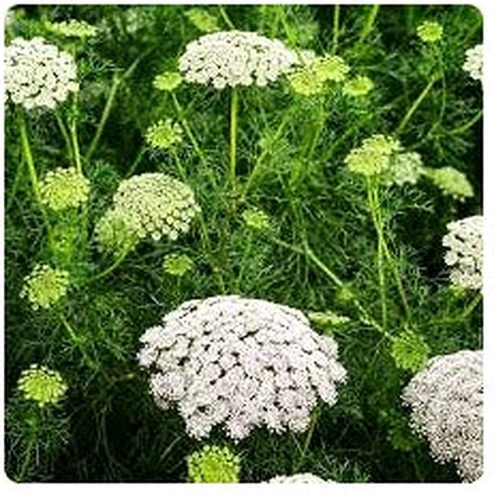 White Lace Flower Seeds for Planting [neera-v5-a04e4afa351f8f61a68e]