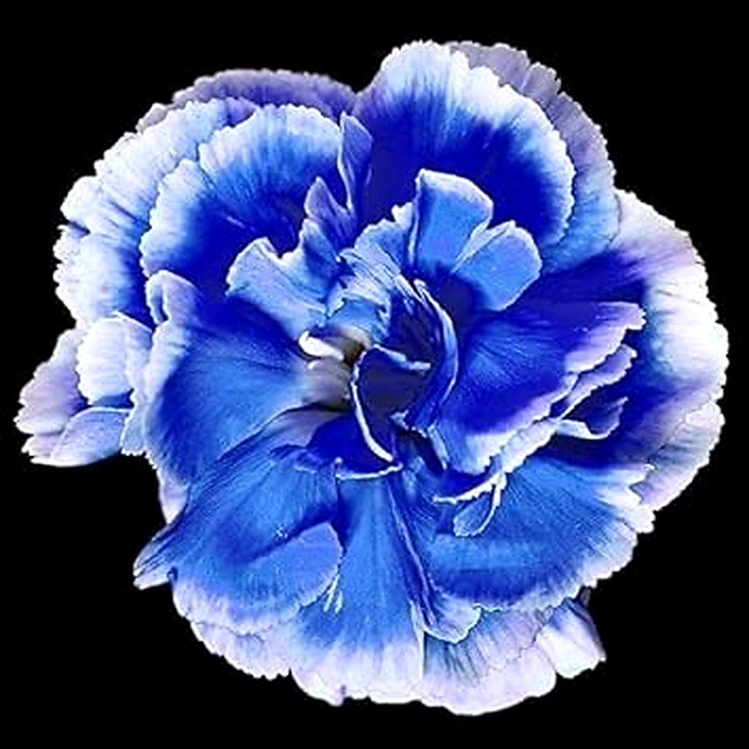 Blue Dianthus Caryophyllus Flower Seeds for Planting [neera-v5-a056c95d21e9c99c271f]