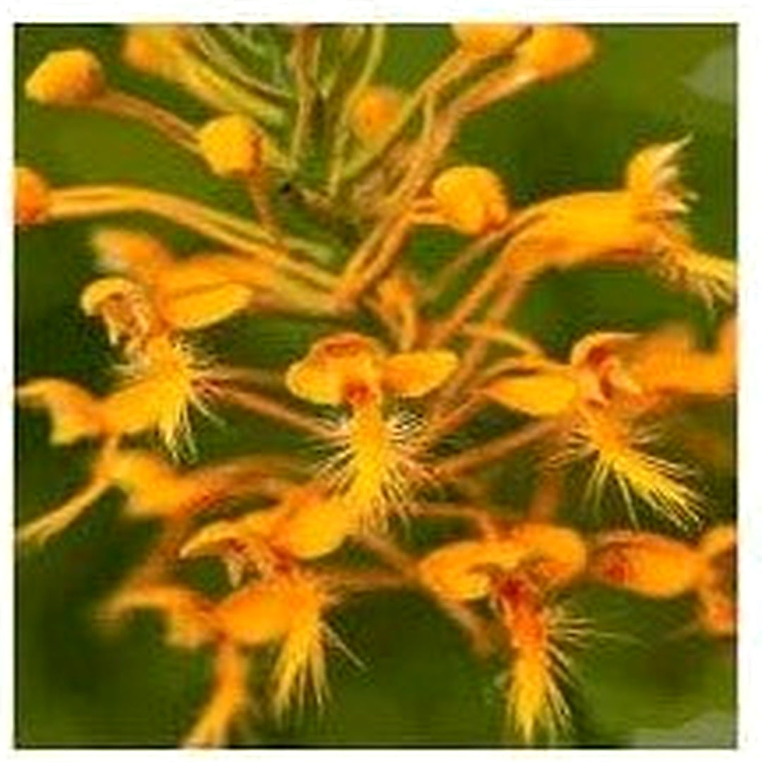 Heirloom Fringed Orchid Flower Seeds for Planting [neera-v5-a05adaf1ab41fc64d09e]