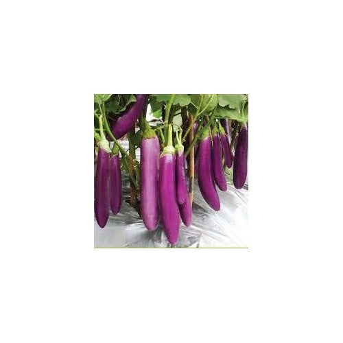 Light Violet Eggplant Seeds for Planting [neera-v5-a061f186c4756a2be59d]