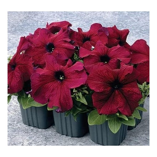 Burgundy Petunia Flower Seeds for Planting [neera-v5-a066c87697ca6c855aed]