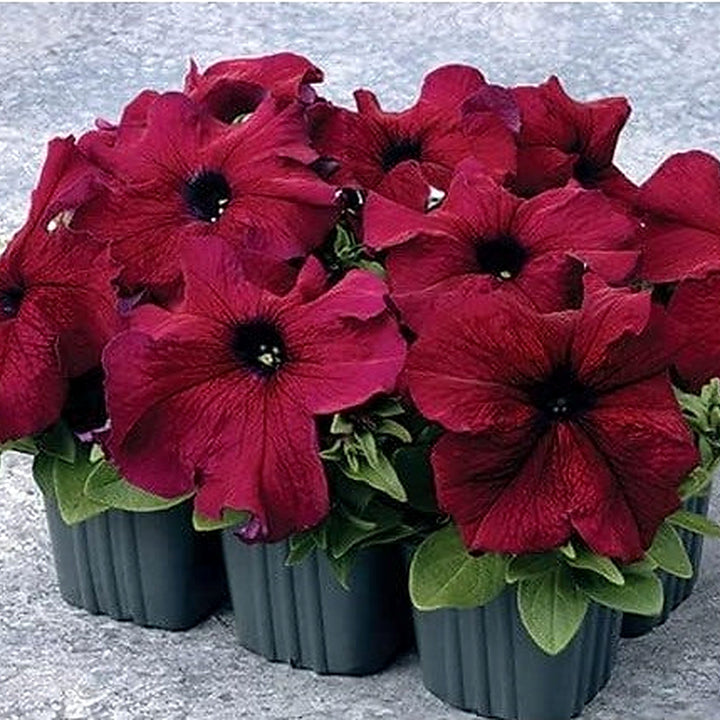 Burgundy Petunia Flower Seeds for Planting [neera-v5-a066c87697ca6c855aed]