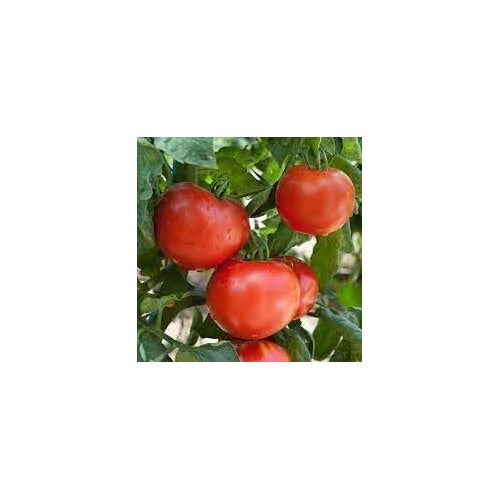 Tomato Seeds for Planting [neera-v5-a071c0718a794600441f]
