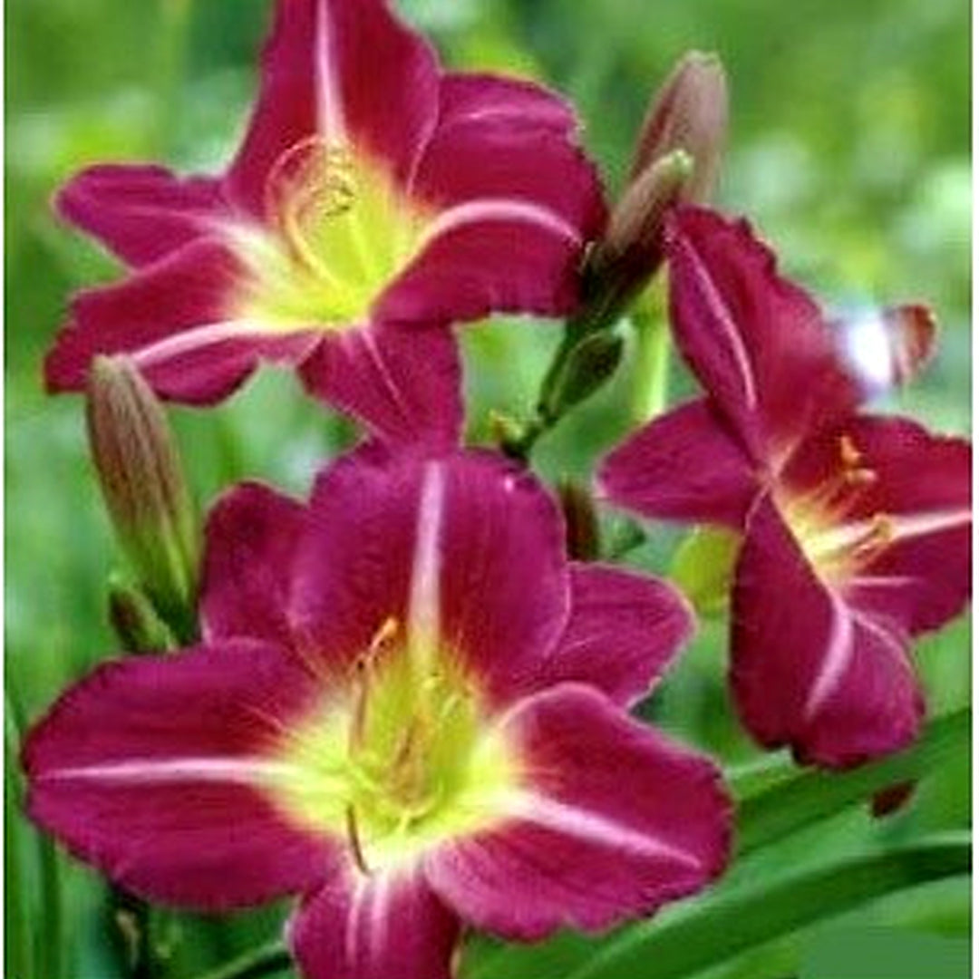 Heirloom Non-GMO Violet Hemerocallis Flower Seeds [neera-v5-a0777db685953ba40e71]