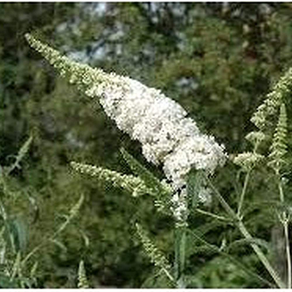White Buddleia Flower Seeds [neera-v5-a0886655c35eb80a730f]