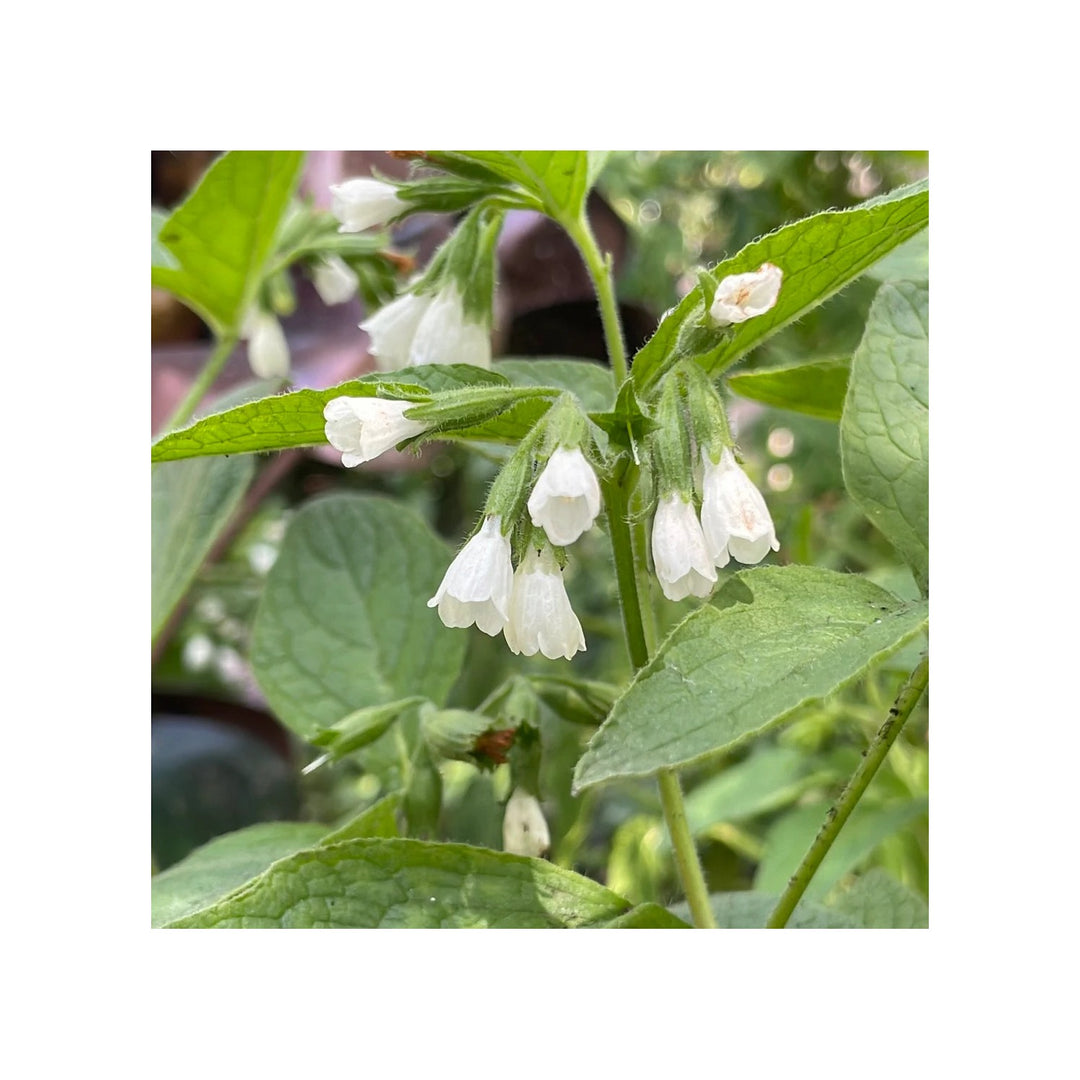 White Heirloom Non Gmo Symphytum Flower Beauty Blooms Garden Planting Flower Seeds Home [neera-v5-a08c2190f064c2c8e87a]