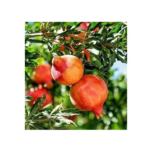 Orange Pomegranate Fruit Seeds for Planting [neera-v5-a08e237555a55654bd40]