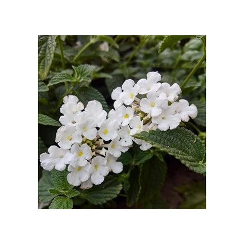 Lantana Flower Seeds Heirloom Non GMO Planting [neera-v5-a09250e1ac37dbf33d67]