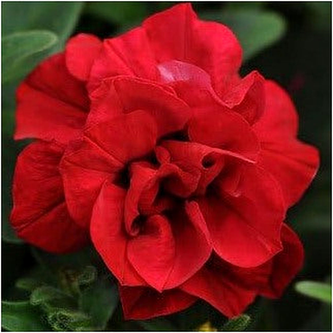 Double Wave Red Petunia Flower Seeds for Planting [neera-v5-a094251a2801f7034024]