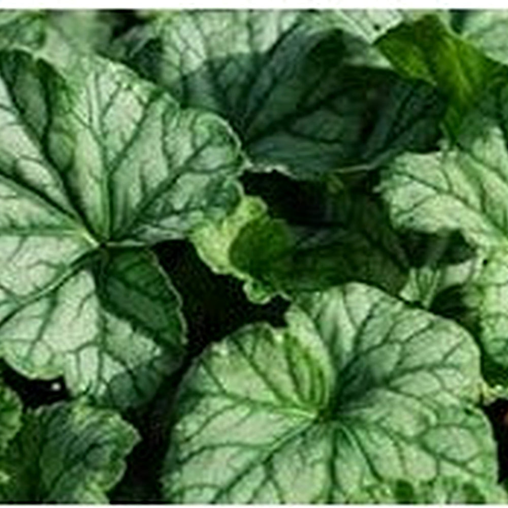 Green Heuchera Plant Seeds for Planting [neera-v5-a097957f57fc9946e079]
