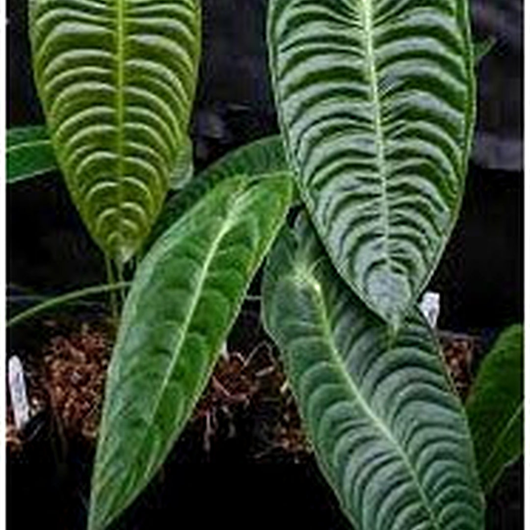 Anthurium Veitchii (King Anthurium) Plant Seeds [neera-v5-a0a3d2f0d514c108ed82]