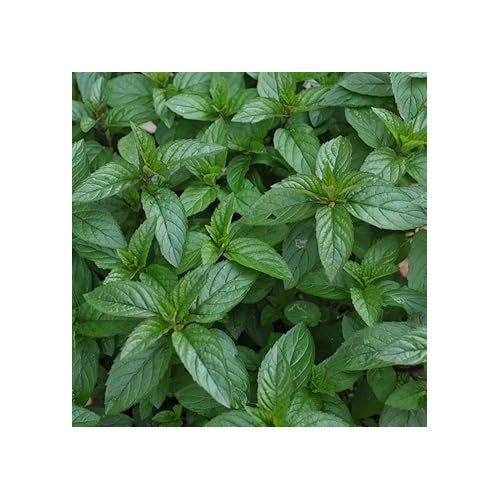 Peppermint Plant Seeds for Planting [neera-v5-a0a9b6a9bc917152919e]