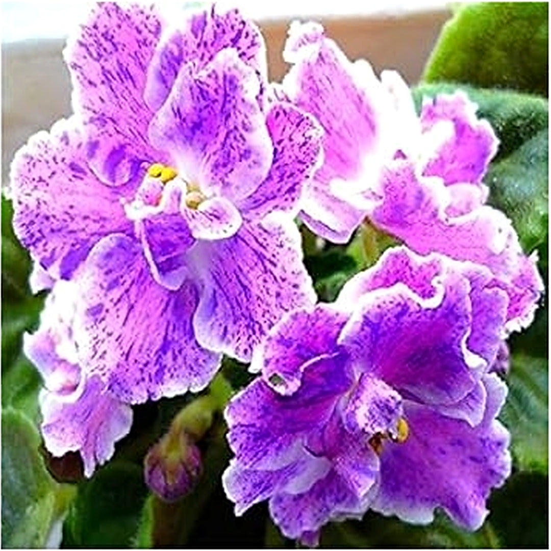 Heirloom White Violet Matthiola Flower Seeds [neera-v5-a0aa009747addf997e80]