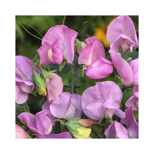 Lavender Royal Sweet Pea Planting Pinkpurple Flowers Heirloom Non Gmo Drought Tolerant [neera-v5-a0aebafb0c4b4b315d86]
