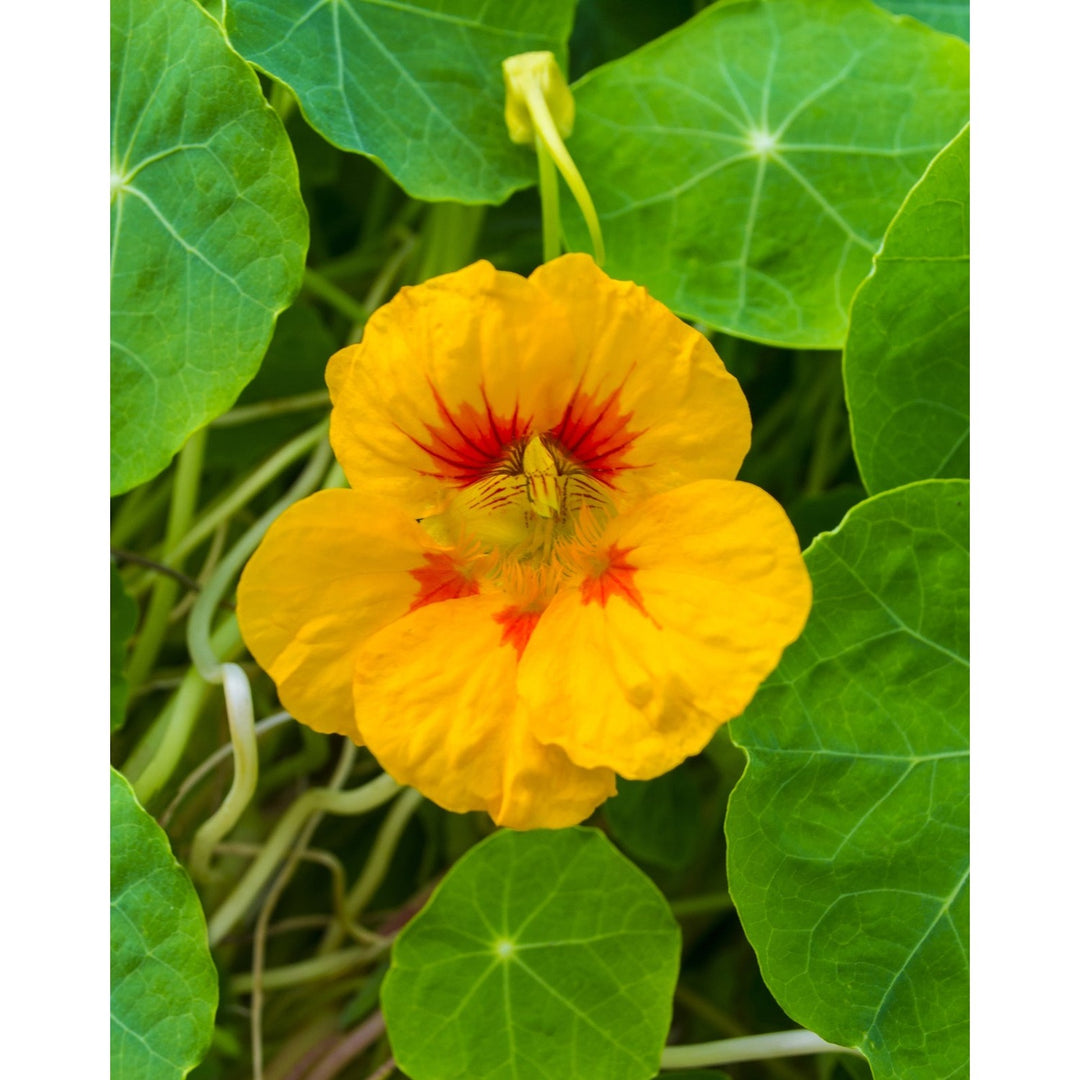 Nasturtium Creeper Flower Tropaeolum Majus For Ornamental Climber Garden Planting Flower Seeds for [neera-v5-a0ba0e5c9f5bd224e181]