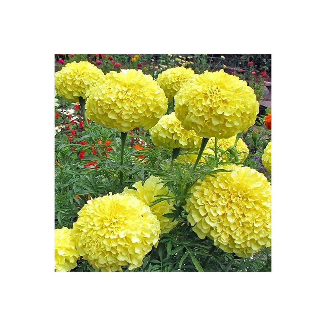 Marigold Mix Tagetes Erecta Flower For Planting In Home Garden And Pollinator Borders Flower Seeds [neera-v5-a0bce1aebe2c753b66e9]