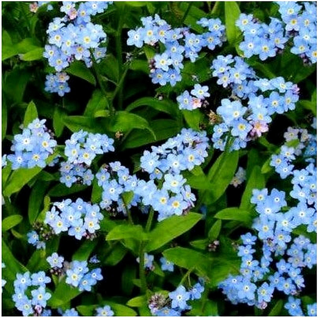 Blue get Me Nots Perennial Cut Flowers Spring Blooms Non Gmo Heirloom Flower Seeds Home [neera-v5-a0d00d586e79052d612f]