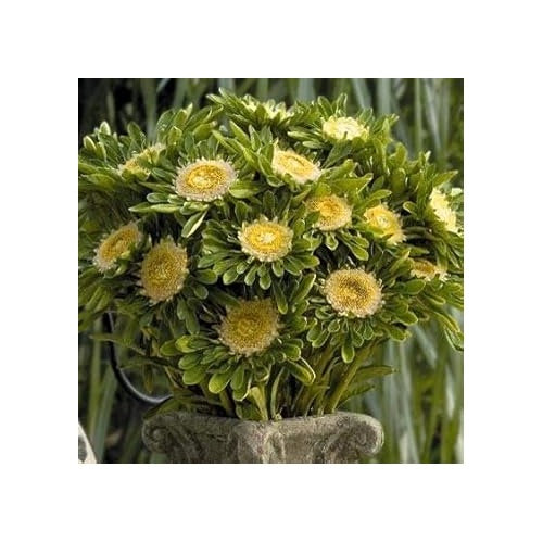 Yellow Green Aster Seeds for Planting [neera-v5-a0eed809729490288f09]